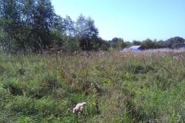 Недвижимость Земельные участки / Участок 25 сот. (СНТ, ДНП)